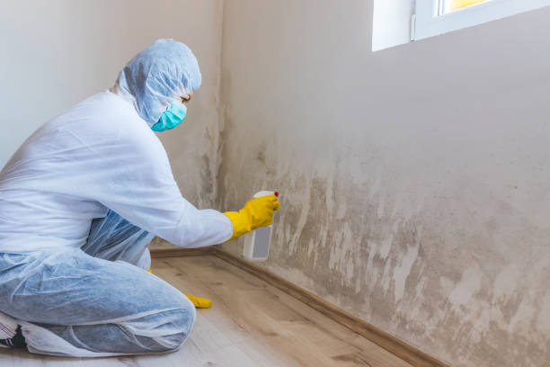Licensed Mold Remediation service in Mantua, VA - WQB Mold Removal